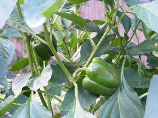 Carrot Bell Pepper Kosumalli Carrot Bell Pepper Kosumalli