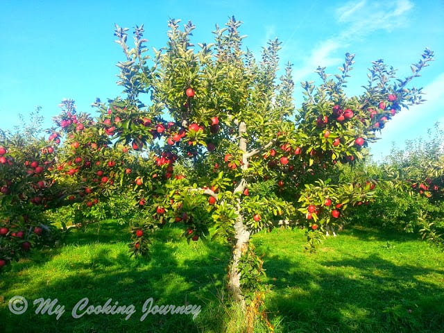 Apple Picking