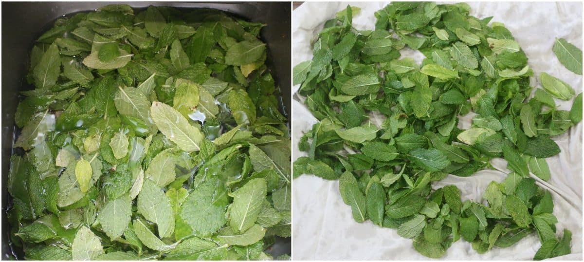 cleaning mint leaves in water and then drying it in a cloth.